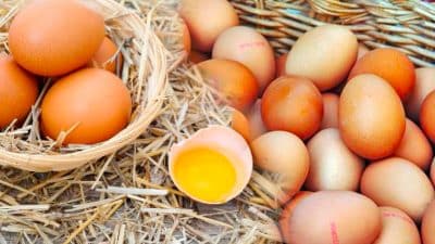 Les œufs de ces poulaillers ne doivent plus être consommés, ils sont pollués selon l’ARS