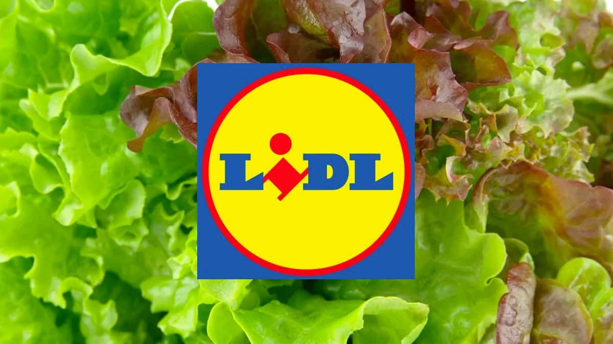 Il achète une salade, fait une horrible découverte, la réponse de Lidl fait froid dans le dos "je n'irai plus"