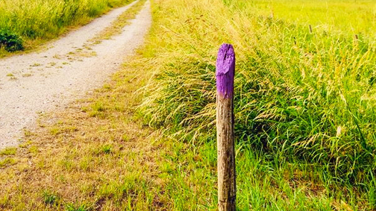Si vous voyez un poteau de clôture violet sur la route, vous devez savoir la signification à tout prix