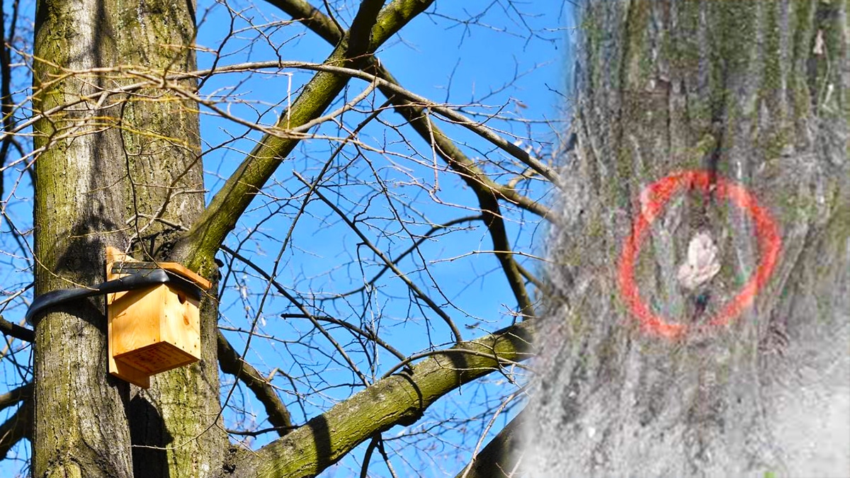Si vous voyez ces dispositifs dans les arbres cet été, ne vous approchez surtout pas