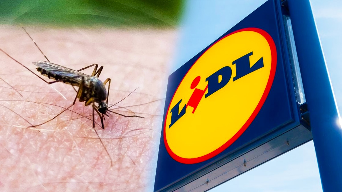 Adieu les moustiques cet été avec cette solution hyper efficace à petit prix de chez Lidl