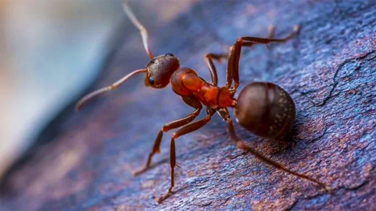 Adieu les fourmis : l'astuce maison qui les élimine en quelques minutes et sans produits chimiques