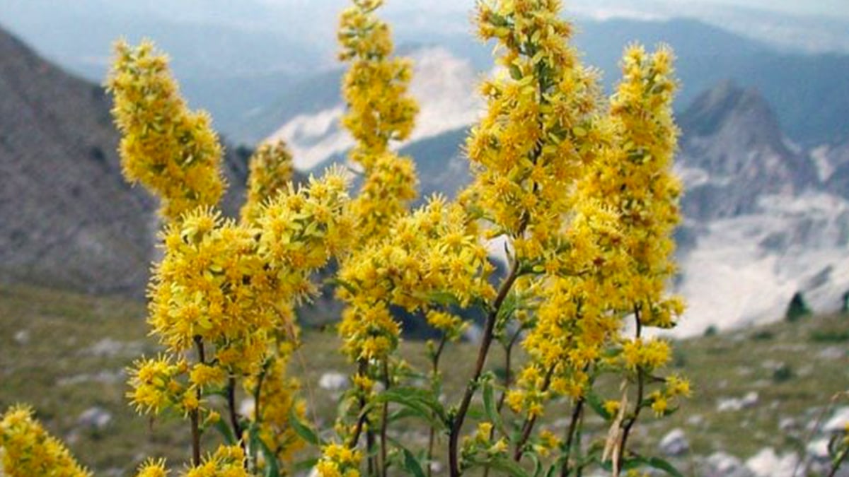 Bannissez cette plante de chez vous : c’est l’un des plus grands aimants à moustiques