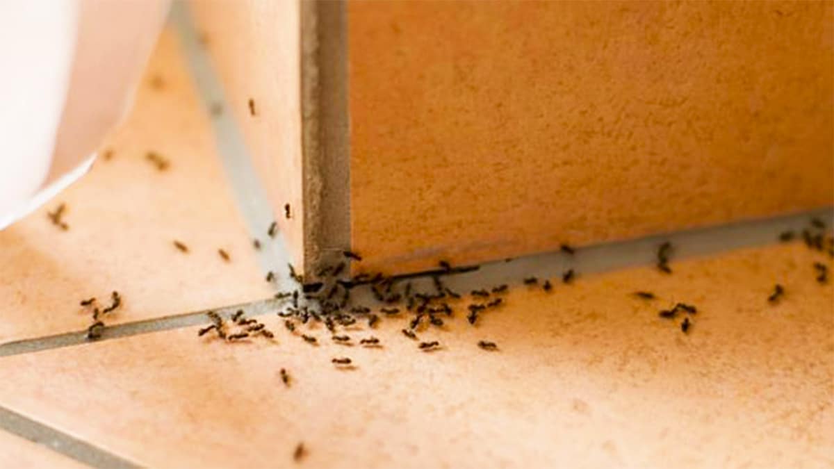 Cet ingrédient que nous avons tous en cuisine est radical pour éliminer les mouches et les fourmis