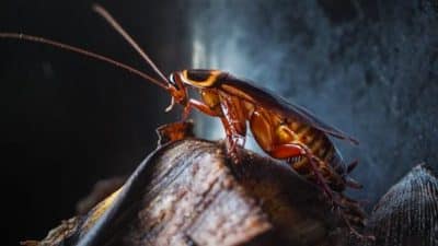 Nous l’avons tous à la maison : c’est le seul remède 100% efficace contre les cafards